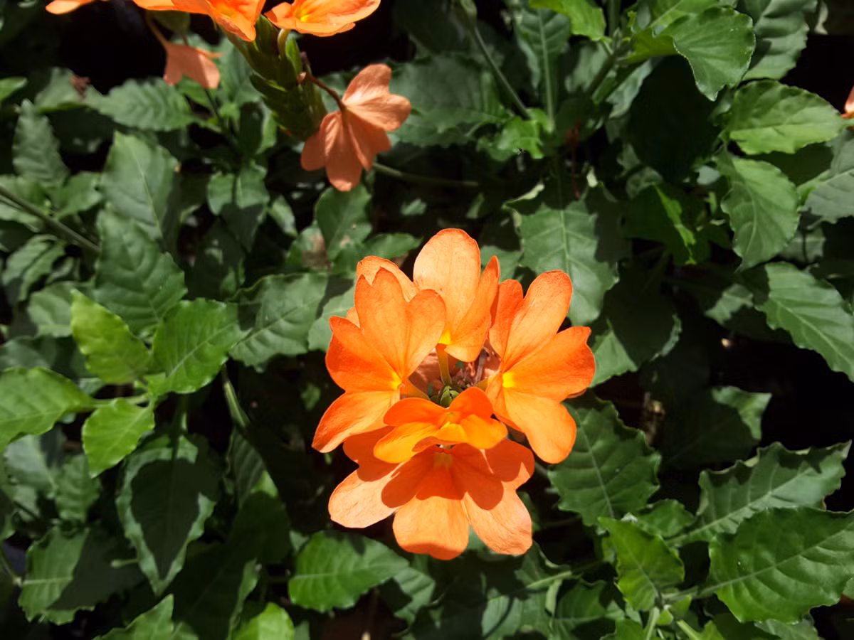 Cây thân thảo này nở hoa quanh năm, chỉ cần thời tiết ấm áp và có ánh sáng thích hợp thì có thể nở hoa thường xuyên. Loại hoa cỏ này dễ thu hút ong bướm và là loại cây cảnh làm đường viền hoa ở sân vườn rất tốt. Nó có thể nở hoa bình thường ở vị trí tương đối râm mát và tương đối chịu nhiệt và nắng.