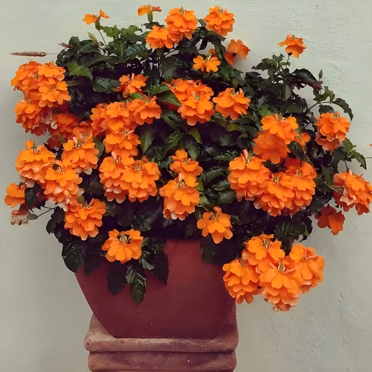 Hỏa hoàng cũng là một loại thảo dược được sử dụng phổ biến. Chúng có tác dụng với các triệu chứng nhức đầu, sốt và dị ứng về da. Tuy vậy, không nên sử dụng nếu không tham khảo ý kiến của bác sĩ. 