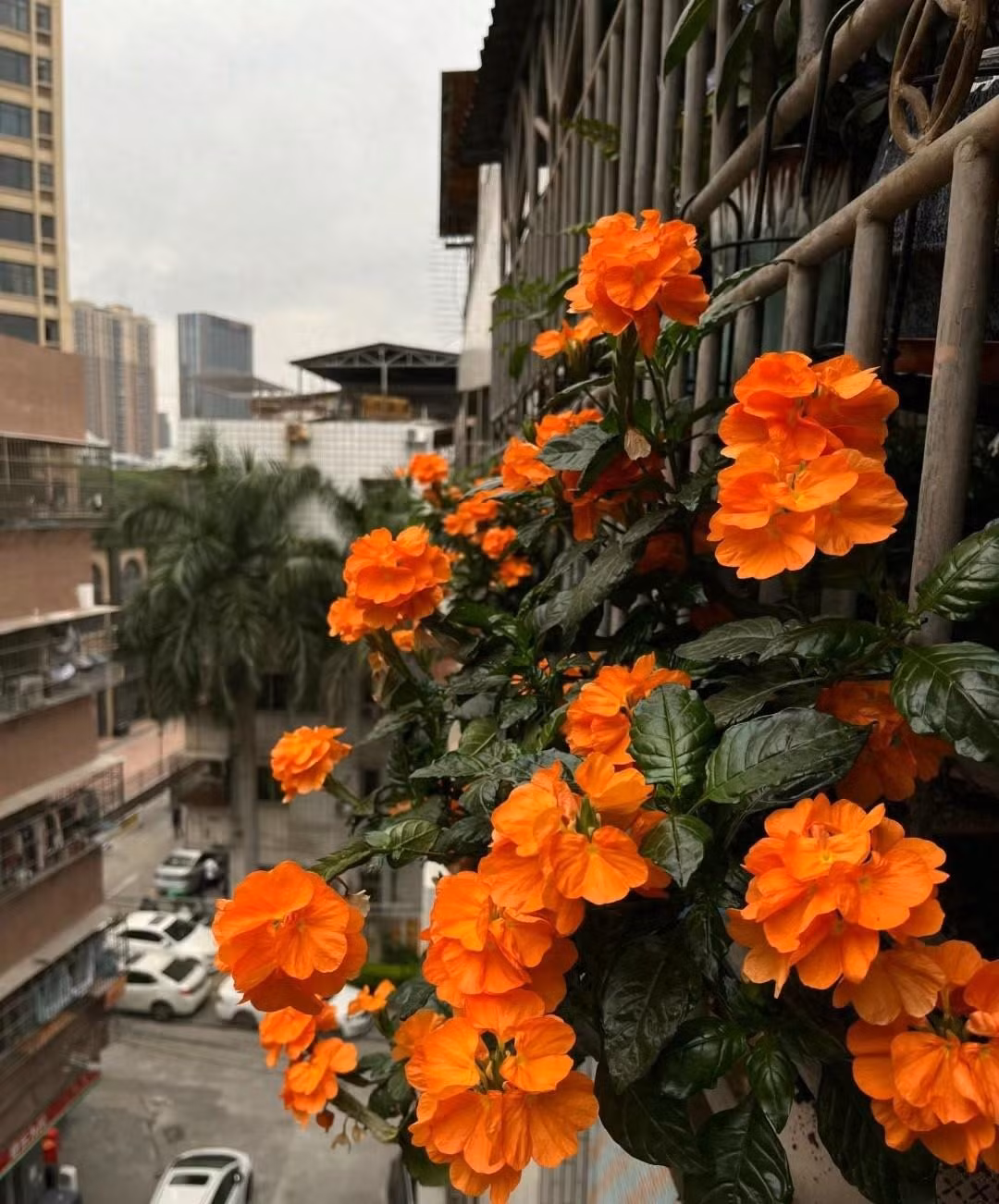 Hơn nữa, cây cảnh này có màu sắc, tên gọi mang lại may mắn và tài lộc nên được nhiều người ưa chuộng trồng trong nhà, giúp tăng thêm năng lượng dương cho gia đình, thu hút tài lộc.