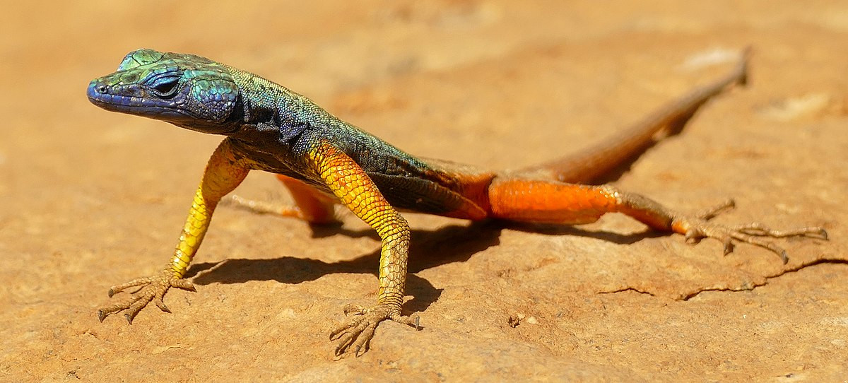  6. Thằn lằn Platysaurus Broadley: Platysaurus broadleyi, hay còn gọi là thằn lằn đá Broadley, là một loài thằn lằn thuộc họ Platysauridae, phân bố ở các vùng núi đá cằn cỗi của Nam Phi. Loài thằn lằn này được biết đến với vảy sặc sỡ và khả năng leo trèo điêu luyện. Thằn lằn đá Broadley có kích thước trung bình, dài khoảng 20-30 cm (8-12 inch), con đực thường lớn hơn con cái.