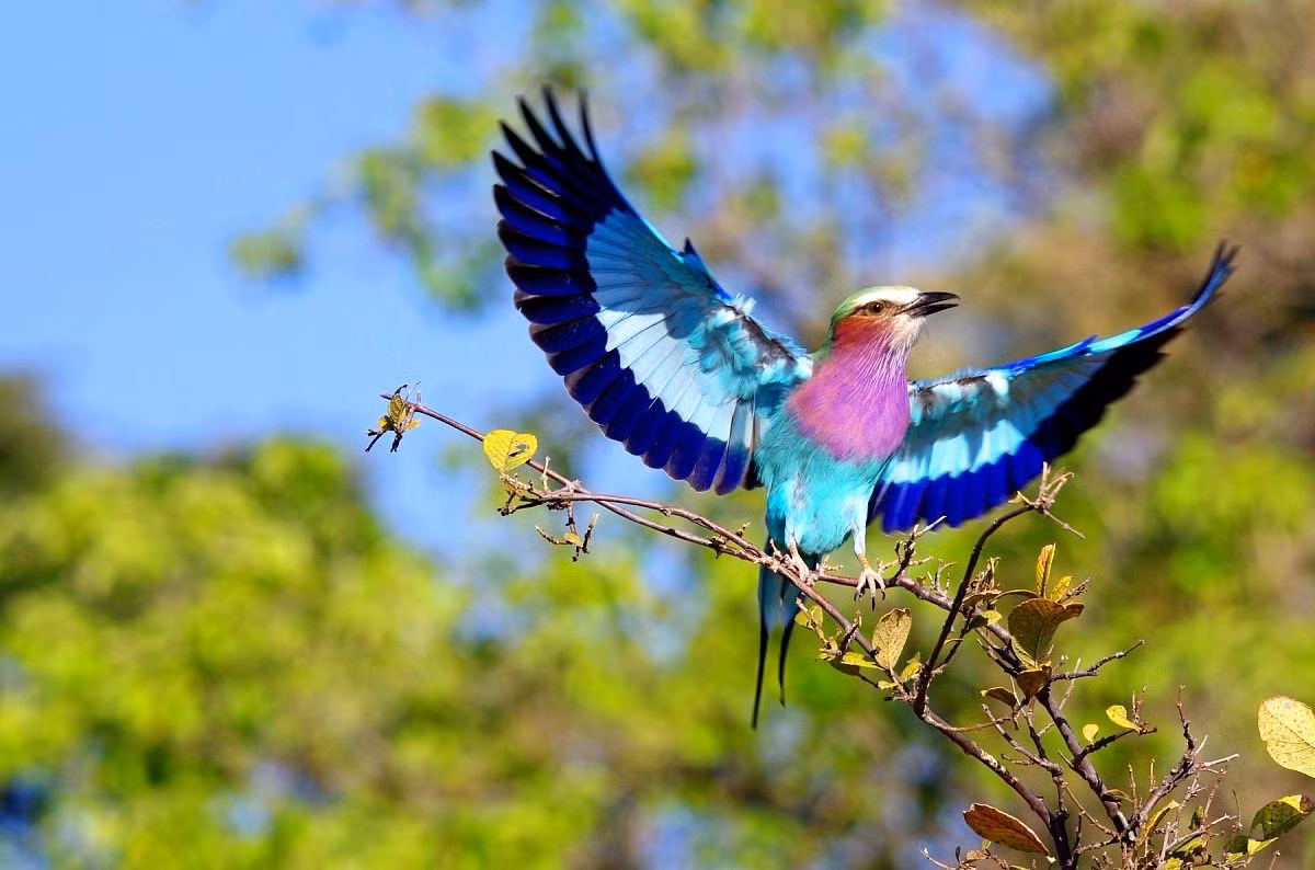 Chim sả ngực hoa cà có khả năng bắt chước tiếng kêu của các loài chim khác. Chúng cũng có thể quay đầu 180 độ, điều này giúp chúng dễ dàng phát hiện kẻ thù.