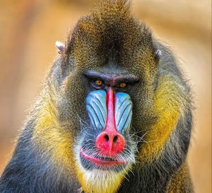 Khỉ Mandrill có chiếc mũi đỏ rực rỡ, đặc biệt ở con đực. Chiếc mũi này có nhiều nếp nhăn và sưng tấy, và có thể thay đổi màu sắc theo tâm trạng và sức khỏe của con khỉ. Khỉ Mandrill là loài động vật xã hội, sống theo bầy đàn lên tới 200 cá thể.