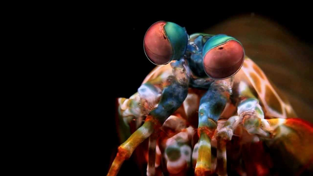 Tôm bọ ngựa thường sinh sống trong những hang động hình chữ "U" sâu từ 3 cho tới 40 mét, gần các rạn san hô cát hoặc sỏi, chúng thường ẩn nấp trong các vết nứt trong rạn đá và lặng lẽ quan sát mọi di chuyển bên ngoài và thường bắt con mồi bằng cách lén tấn công.