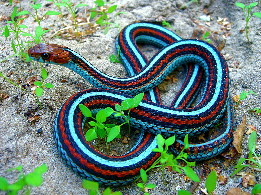  5. Thamnophis sirtalis tetrataenia: Thamnophis sirtalis tetrataenia, hay còn gọi là rắn garter sọc bốn vạch, là một phân loài của rắn garter thông thường (Thamnophis sirtalis), phân bố chủ yếu ở khu vực ven biển phía bắc California, Hoa Kỳ. Loài rắn này được biết đến với vảy sặc sỡ và khả năng thích nghi cao với môi trường sống đa dạng. Rắn garter sọc bốn vạch có kích thước trung bình, dài khoảng 51-137 cm (20-54 inch), con đực thường nhỏ hơn con cái.