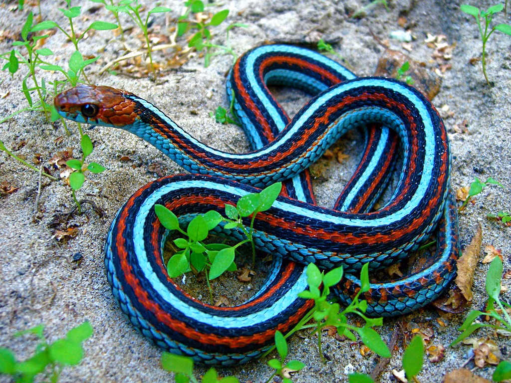  5. Thamnophis sirtalis tetrataenia: Thamnophis sirtalis tetrataenia, hay còn gọi là rắn garter sọc bốn vạch, là một phân loài của rắn garter thông thường (Thamnophis sirtalis), phân bố chủ yếu ở khu vực ven biển phía bắc California, Hoa Kỳ. Loài rắn này được biết đến với vảy sặc sỡ và khả năng thích nghi cao với môi trường sống đa dạng. Rắn garter sọc bốn vạch có kích thước trung bình, dài khoảng 51-137 cm (20-54 inch), con đực thường nhỏ hơn con cái.