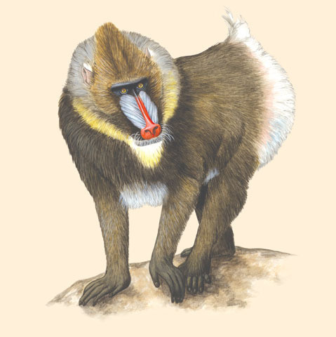  3. Mandrillus Mandrillus, hay còn gọi là khỉ Mandrill, là một loài khỉ thuộc họ khỉ Cựu lục địa, phân bố chủ yếu ở Tây và Trung Phi. Loài này được biết đến với bộ lông sặc sỡ, chiếc mũi đỏ rực rỡ và lối sống xã hội phức tạp.