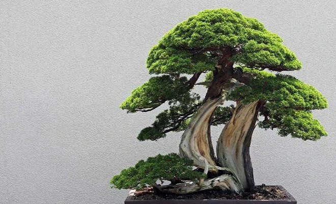 Trong khi đó, cây tùng có linh khí rất tốt, giúp thanh lọc không khí, xua đuổi tà mà, mang đến sự bình yên. *Thông tin mang tính chất tham khảo, chiêm nghiệm