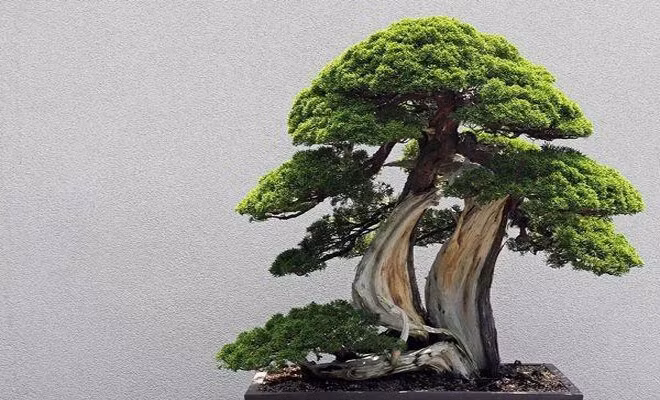 Trong khi đó, cây tùng có linh khí rất tốt, giúp thanh lọc không khí, xua đuổi tà mà, mang đến sự bình yên. *Thông tin mang tính chất tham khảo, chiêm nghiệm