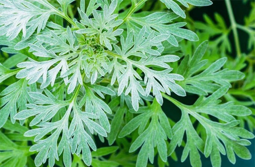 Theo phong thủy, người ta hay treo ngải cứu khô hoặc trồng ngải cứu ở cổng hoặc trước cửa nhà để xua đi khí độc, tà khí. 