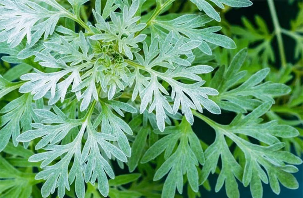 Theo phong thủy, người ta hay treo ngải cứu khô hoặc trồng ngải cứu ở cổng hoặc trước cửa nhà để xua đi khí độc, tà khí. 