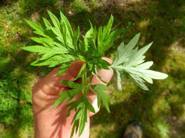  Cây ngải cứu: Cây ngải cứu ngoài công dụng về chữa bệnh, duy trì sức khỏe thì còn được dùng để xua đuổi ma quỷ. 