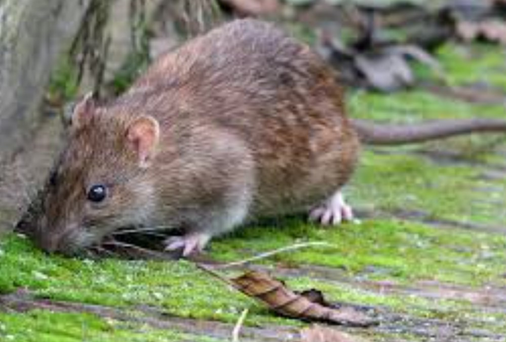 Chuột là loài động vật có vú nhỏ bé vô cùng quen thuộc với con người. Đáng nói, chúng là những sinh vật có khả năng sống sót cực kỳ mạnh mẽ. Loại động vật này không chỉ thích nghi với nhiều môi trường khác nhau mà thậm chí còn có một vị trí trong cuộc sống của con người và trở thành một sự hiện diện không thể bỏ qua trong cuộc sống của chúng ta. 