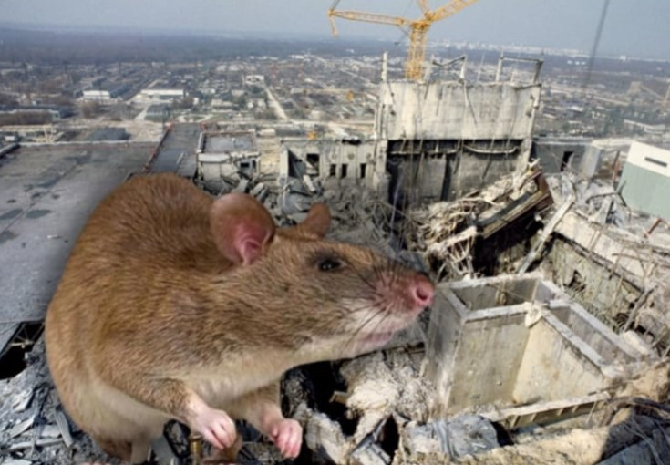 Điều thú vị hơn nữa là một số cư dân mạng thậm chí còn chụp ảnh được một con chuột đang tắm. Nó đứng dậy, bôi sữa tắm lên người rồi kỳ cọ thật khéo léo bằng chi trước, giống như cách con người tắm.