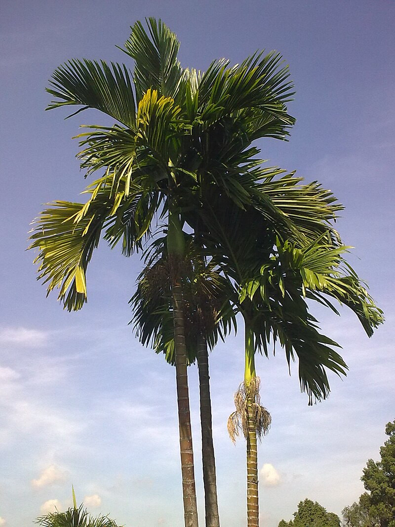  Ngoài ra, cây cau cũng thường được các gia đình lựa chọn bởi đây là loại cây mang nguồn năng lượng dương lớn, ngăn âm khí, tà khí vào nhà.