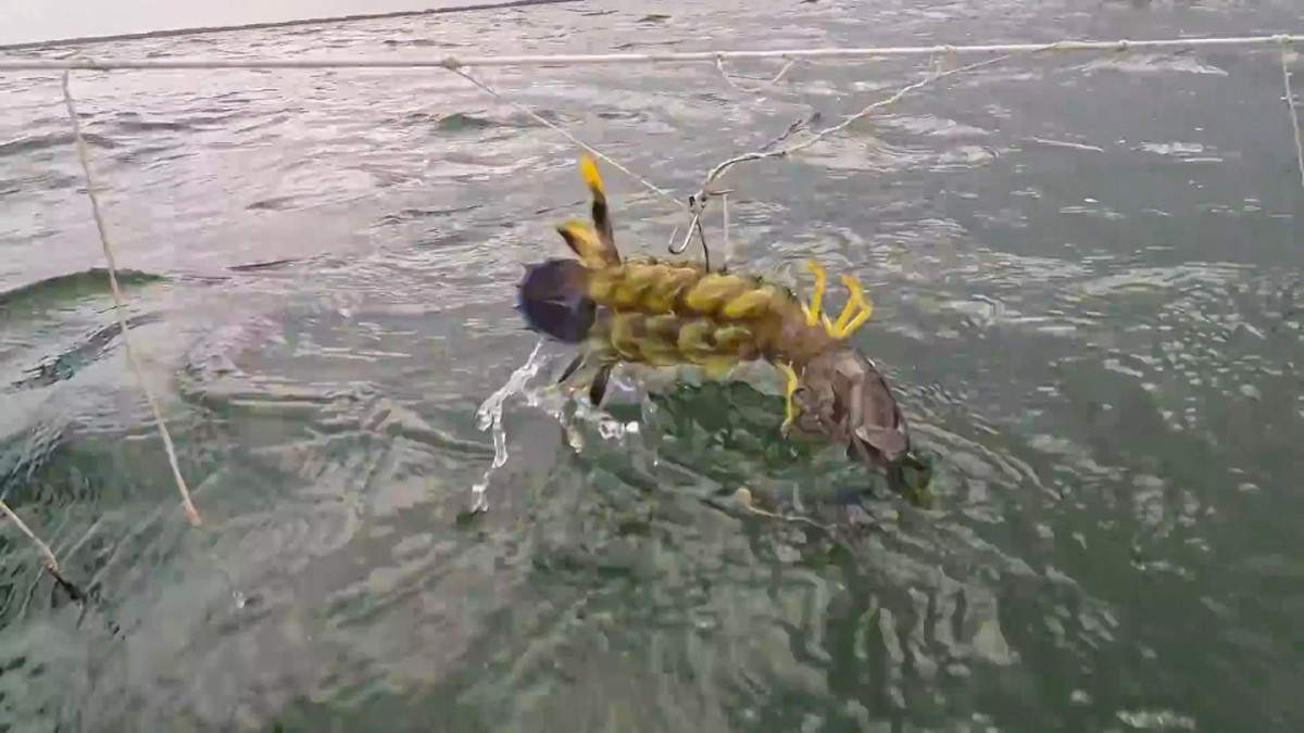 Cau kieu khong moi van bat duoc ca, nong dan thu tien trieu/ngay-Hinh-7