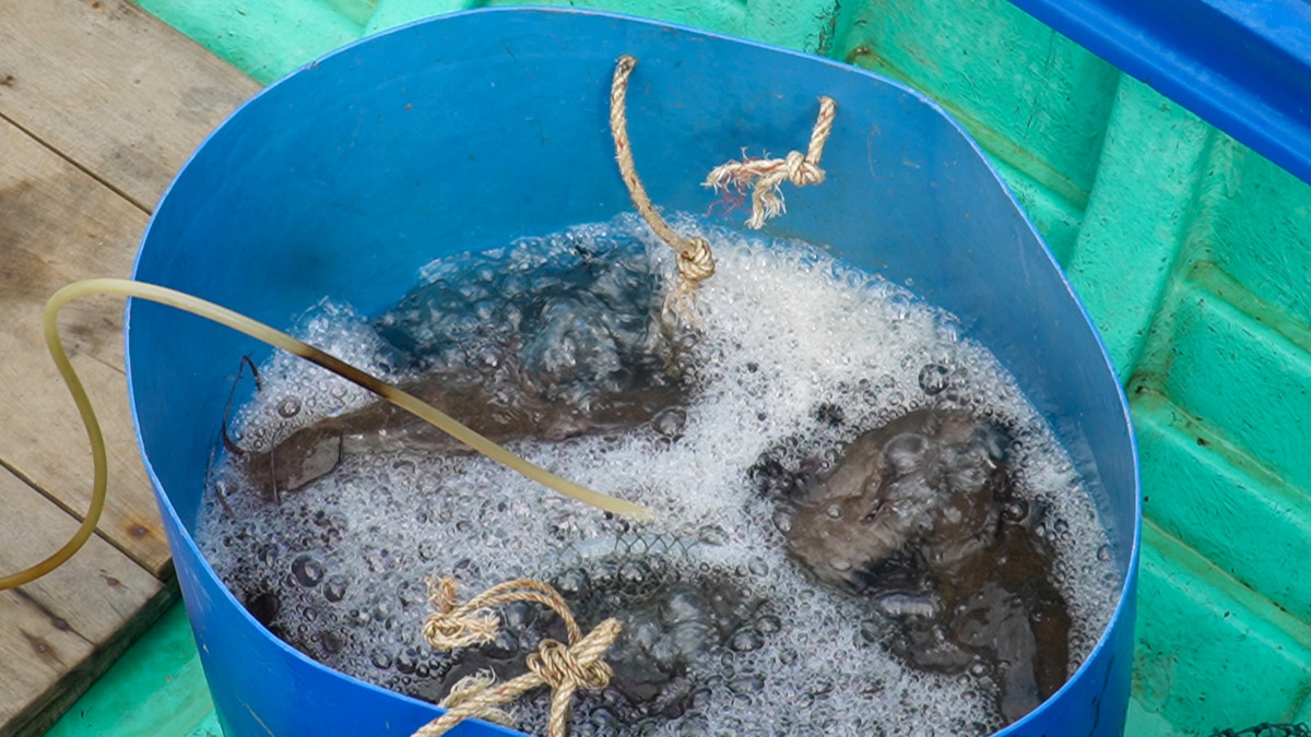 Cau kieu khong moi van bat duoc ca, nong dan thu tien trieu/ngay-Hinh-12