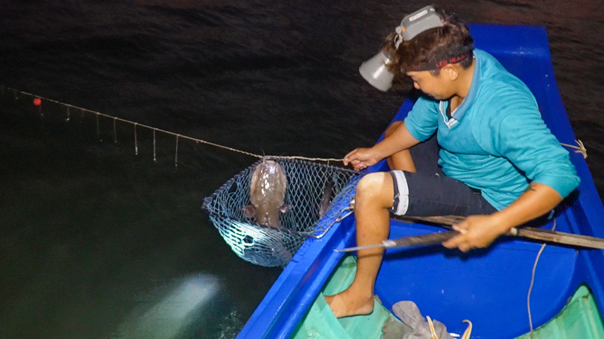 Cau kieu khong moi van bat duoc ca, nong dan thu tien trieu/ngay-Hinh-8