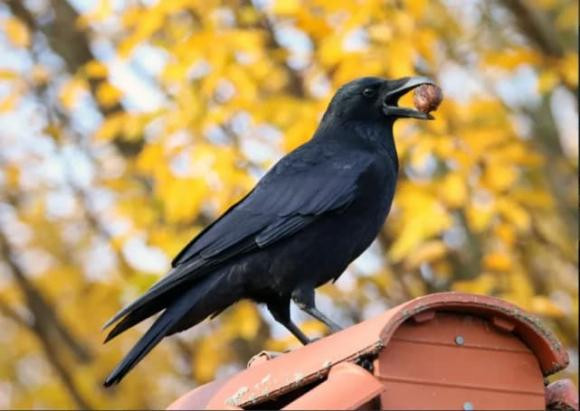 Tai sao qua lai bi coi la 