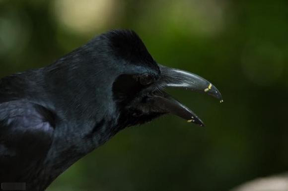 Tai sao qua lai bi coi la 