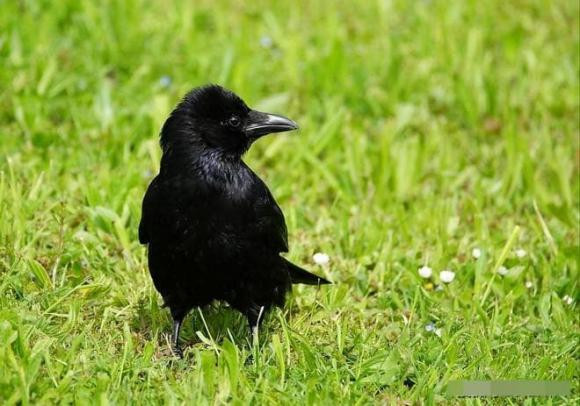 Tai sao qua lai bi coi la 