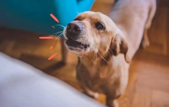 Cho sua lien hoi trong dem la diem gi?-Hinh-2