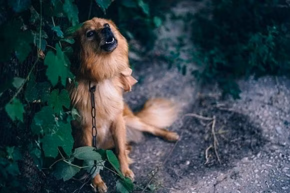 Cho sua lien hoi trong dem la diem gi?-Hinh-3