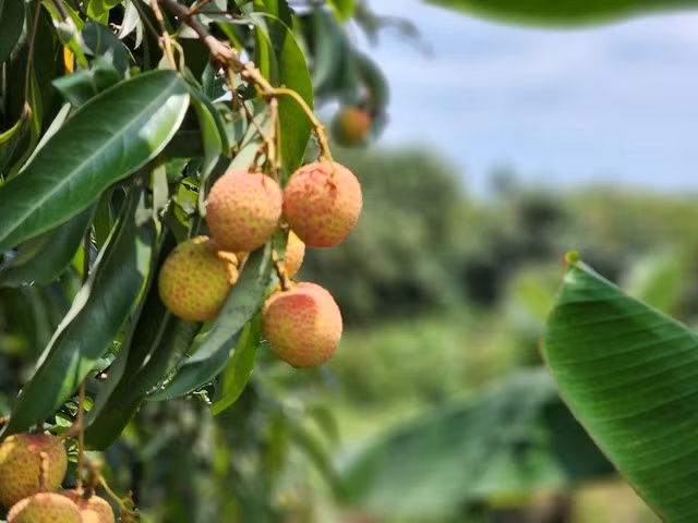 Vai thieu chin som ban tai vuon gia gap doi nam ngoai