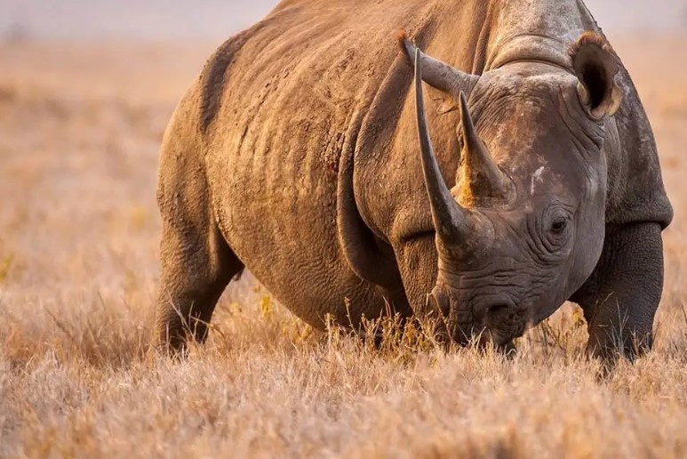 Tê giác đen tuy thân thể cường tráng nhưng lại rất nhút nhát, không dám ra ngoài chạy nhảy, thích ngủ một chỗ rất lâu không cử động, hai ba con tê giác đen sẽ ôm nhau tạo thành lãnh thổ và sẽ không để bất cứ con mồi nào thoát khỏi khi xâm nhập lãnh thổ của chúng.