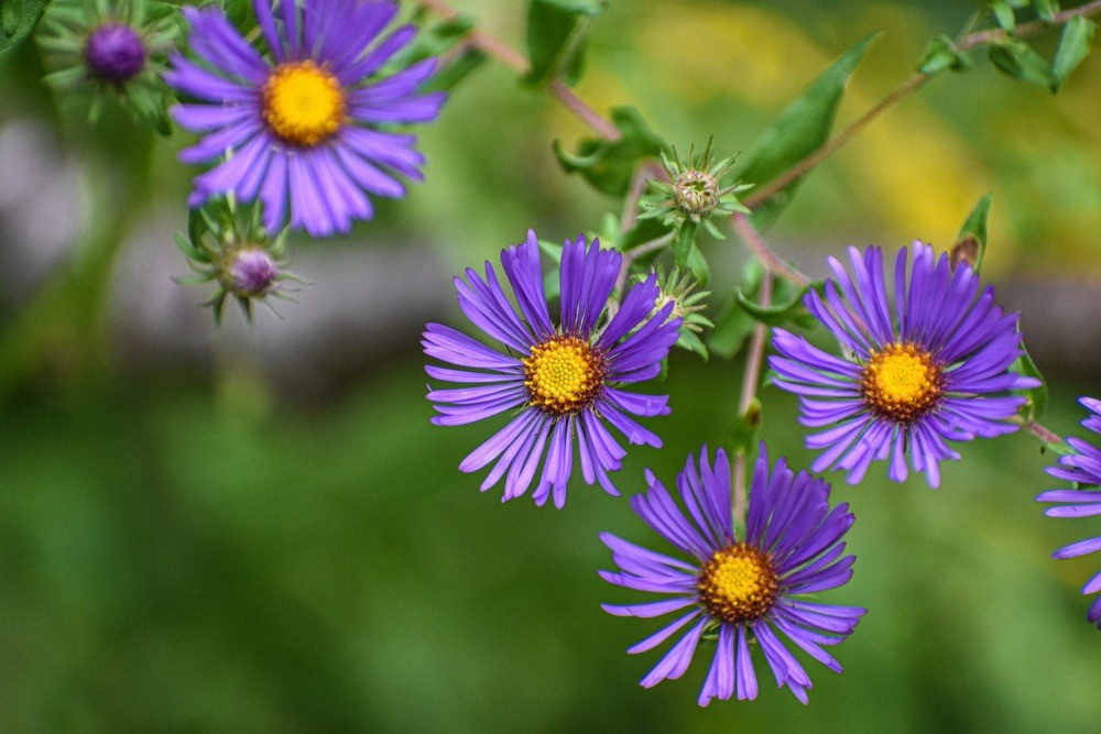 3 con giap khong ngung hoc hoi, thang 2 am lich phu quy du duong-Hinh-3