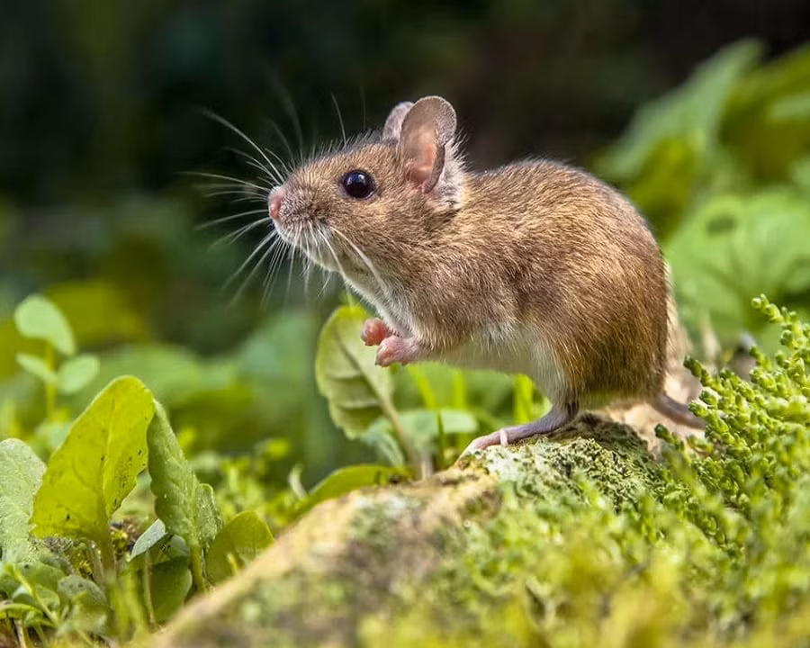 Con giáp này tìm được đối tác làm ăn uy tín, công việc hợp tác làm ăn của họ đang đi đúng hướng. Ngoài ra, họ có thêm cơ hội để tích lũy tài nguyên, kinh nghiệm và dần trở thành chuyên gia trong lĩnh vực mình theo đuổi. *Bài viết chỉ mang tính chất tham khảo!