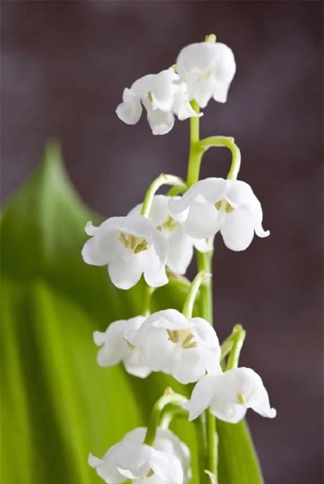 Nhung loai hoa dep nhung doc to cao: 1 loai pho bien tai VN-Hinh-4