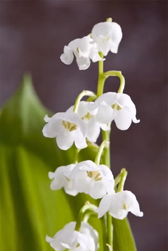 Nhung loai hoa dep nhung doc to cao: 1 loai pho bien tai VN-Hinh-4