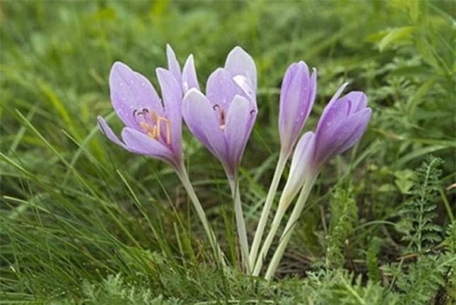 Nhung loai hoa dep nhung doc to cao: 1 loai pho bien tai VN-Hinh-6