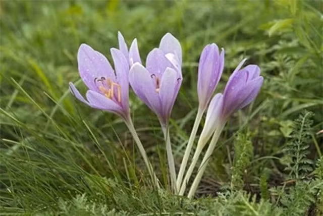 Nhung loai hoa dep nhung doc to cao: 1 loai pho bien tai VN-Hinh-6