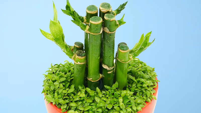  2. Cây trúc phát tài: Cây trúc phát tài mang ý nghĩa tươi đẹp, sum vầy, có thể trồng thủy canh hoặc trồng đất, trưng bày trong nhà rất hợp. 