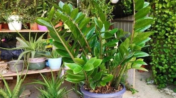 Chú ý không nên để nơi có ánh sáng mạnh để tránh lá bị cháy nắng, không tưới quá nhiều nước vì ảnh hưởng đến bộ rễ. 