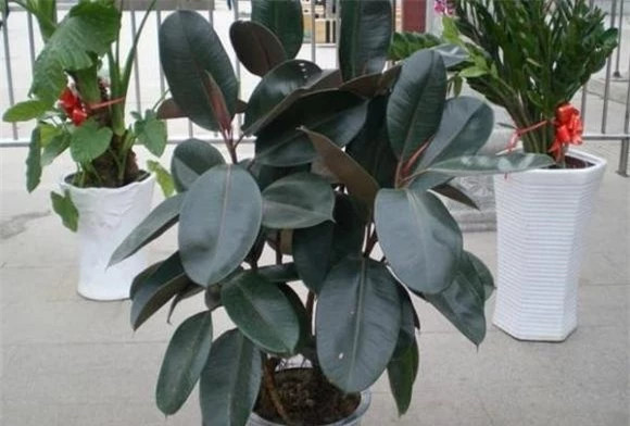 Trồng cây này không nên tưới thường xuyên, tưới nhiều quá sẽ bị đọng nước và thối rễ, bón thêm một ít phân phức hợp thích hợp thì lá sẽ xanh hơn.