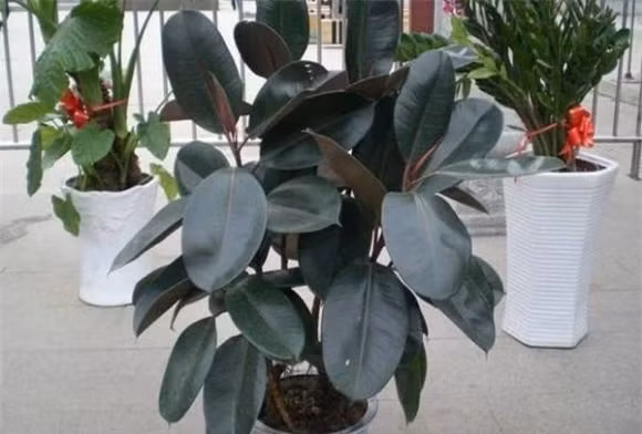 Trồng cây này không nên tưới thường xuyên, tưới nhiều quá sẽ bị đọng nước và thối rễ, bón thêm một ít phân phức hợp thích hợp thì lá sẽ xanh hơn.