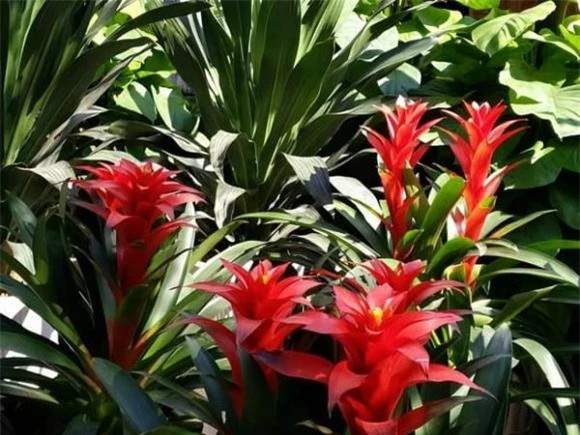 Khi trồng, cây không thích tiếp xúc ánh sáng mạnh, nên để ở môi trường thông thoáng. Mùa hè đất khô cần tưới nước nhưng không được nhiều nhằm tránh úng, vàng lá và thối rễ. Bạn có thể phun nước xung quanh gốc cây để tăng độ ẩm không khí, màu sắc của lá sẽ đẹp hơn. *Thông tin mang tính tham khảo, chiêm nghiệm.