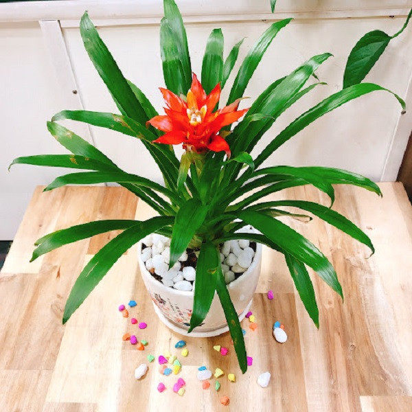  6. Cây phong lộc hoa: Đây là loại cây mang ý nghĩa tốt lành khi trồng trong nhà. Cây thanh tao, xanh tươi bốn mùa, hoa màu đỏ tươi mang ý nghĩa tốt lành như phát tài phát lộc.