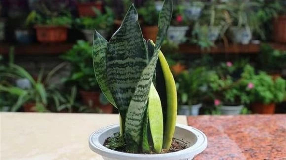 Khi chăm sóc cây lưỡi hổ, bạn nên đợi đất khô rồi mới tưới, có thể bón thêm một ít phân thích hợp, màu sắc của lá sẽ đẹp hơn.