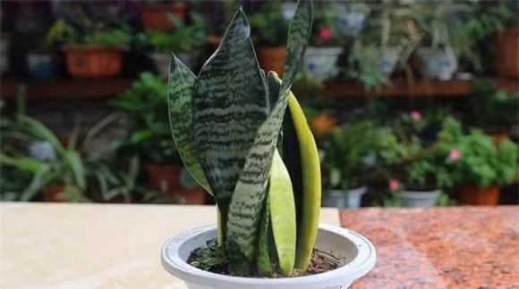 Khi chăm sóc cây lưỡi hổ, bạn nên đợi đất khô rồi mới tưới, có thể bón thêm một ít phân thích hợp, màu sắc của lá sẽ đẹp hơn.