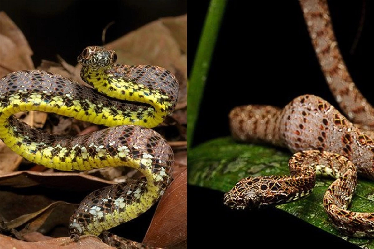 Loai ran duoc menh danh nu hoang sac dep cua the gioi dong vat