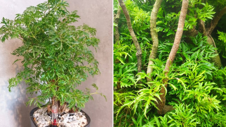 Nguoi thuoc 2 menh nay hop trong Dinh Lang nhat