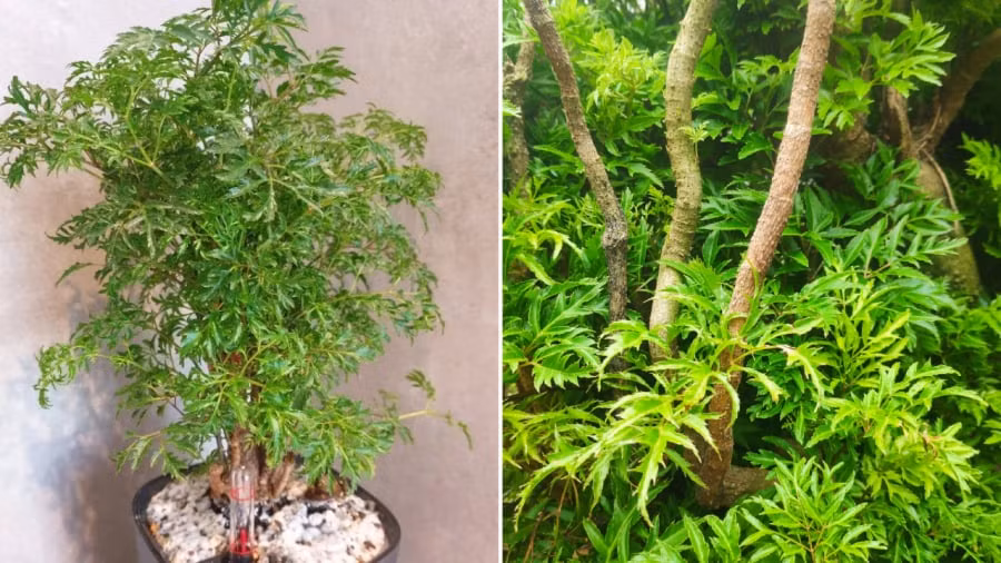 Nguoi thuoc 2 menh nay hop trong Dinh Lang nhat