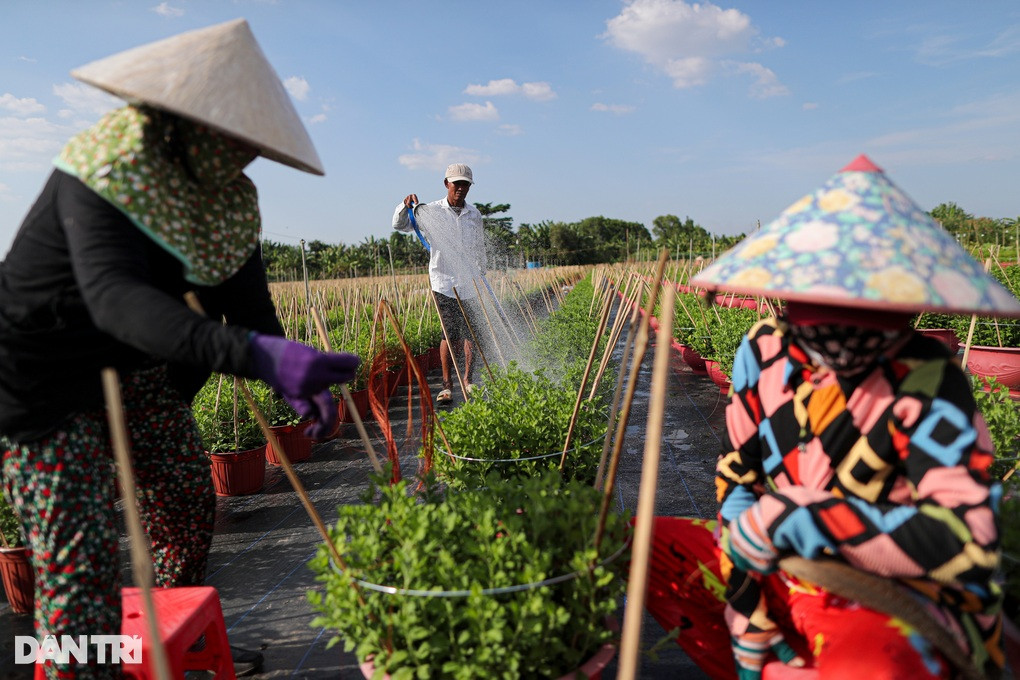 Nhung ngay cuoi nam bat thuong o lang hoa lon nhat TPHCM-Hinh-2