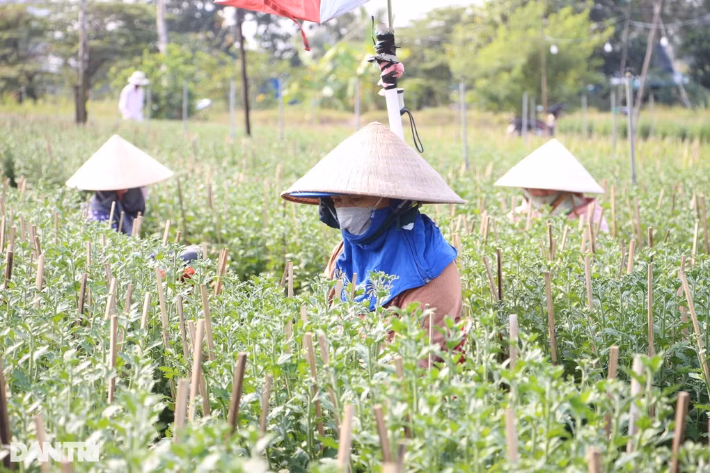 Nhung ngay cuoi nam bat thuong o lang hoa lon nhat TPHCM-Hinh-3