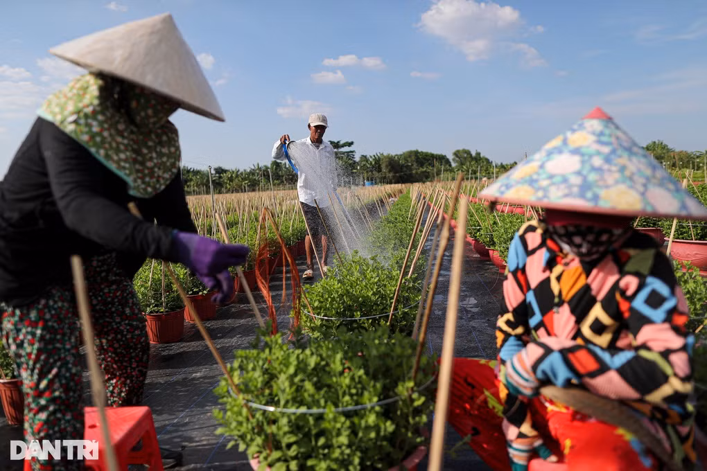 Nhung ngay cuoi nam bat thuong o lang hoa lon nhat TPHCM-Hinh-2