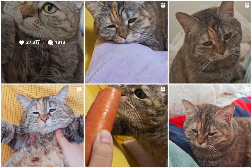 Tiet lo ve chu meo mat buon 