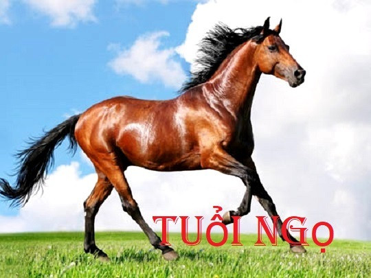 Về mặt tài lộc, người tuổi Ngọ sẽ được thần Tài sủng ái và có cơ hội đạt được nhiều của cải, thu nhập trên cả mong đợi. Đồng thời, họ cũng có khả năng tránh được những thị phi lớn nhờ sự thông minh và khéo léo của bản thân..